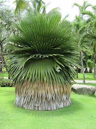 Attēlu rezultāti vaicājumam “Conardia compacta macro”