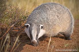 Attēlu rezultāti vaicājumam “Meles meles adult”