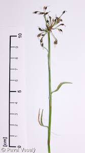 Attēlu rezultāti vaicājumam “Luzula pilosa leaf”