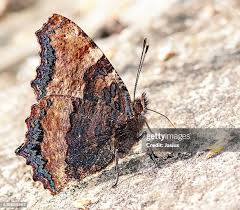 Attēlu rezultāti vaicājumam “Nymphalis polychloros underside”