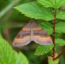 Attēlu rezultāti vaicājumam “Scotopteryx chenopodiata”