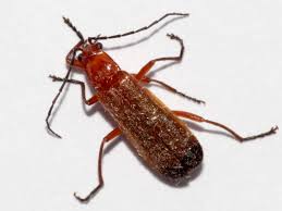 Attēlu rezultāti vaicājumam “Rhagonycha fulva”