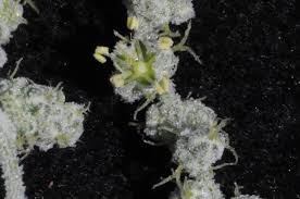 Attēlu rezultāti vaicājumam “Chenopodium album flower”