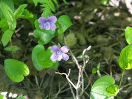 Attēlu rezultāti vaicājumam “Viola uliginosa”