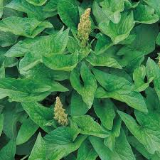 Attēlu rezultāti vaicājumam “Chenopodium bonus-henricus leaf”