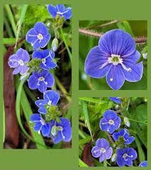 Attēlu rezultāti vaicājumam “Veronica chamaedrys leaf”