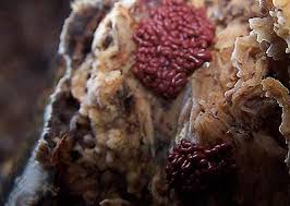 Attēlu rezultāti vaicājumam “Arcyria stipata spores”