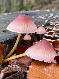 Attēlu rezultāti vaicājumam “Mycena renati”