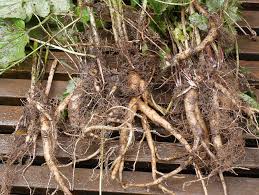 Attēlu rezultāti vaicājumam “Campanula trachelium bud”