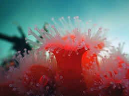 ผลการค้นหารูปภาพสำหรับ strawberry anemone