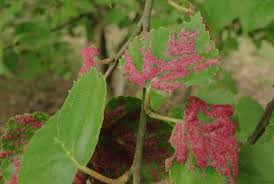 Attēlu rezultāti vaicājumam “Acalitus longisetosus”