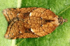 Attēlu rezultāti vaicājumam “Acleris aspersana”