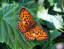 Attēlu rezultāti vaicājumam “Brenthis daphne”