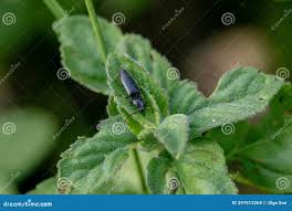 Attēlu rezultāti vaicājumam “Ctenicera pectinicornis”