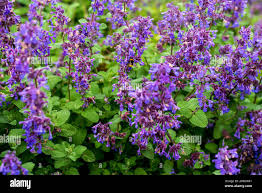 Attēlu rezultāti vaicājumam “Salvia verticillata leaf”