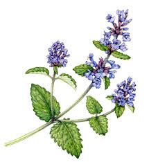 Image result for Nepeta cataria