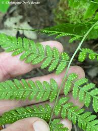 Attēlu rezultāti vaicājumam “Dryopteris carthusiana”