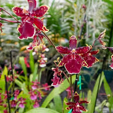 Attēlu rezultāti vaicājumam “Didymium aggregatum”