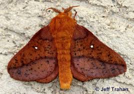 Attēlu rezultāti vaicājumam “Anthrenus sp. imago”