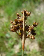 Attēlu rezultāti vaicājumam “Juncus nastanthus”
