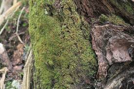 Attēlu rezultāti vaicājumam “Tetraphis pellucida”