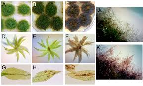 Attēlu rezultāti vaicājumam “Colloderma oculatum plasmodium”