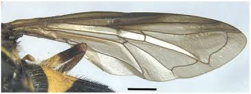 Attēlu rezultāti vaicājumam “Xanthogramma sp. male”