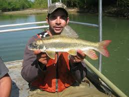 Image result for Moxostoma carinatum