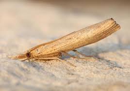 Attēlu rezultāti vaicājumam “Pediasia contaminella”