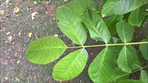 Attēlu rezultāti vaicājumam “Juglans x sinensis leaf”