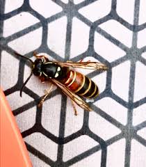 Attēlu rezultāti vaicājumam “Vespula rufa”