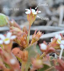 Attēlu rezultāti vaicājumam “Androsace septentrionalis”