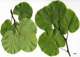 Attēlu rezultāti vaicājumam “Cercis siliquastrum”