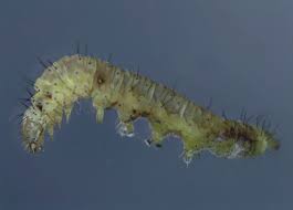 Attēlu rezultāti vaicājumam “Plutella xylostella”