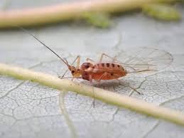 Attēlu rezultāti vaicājumam “Drepanosiphum platanoidis exuvia”