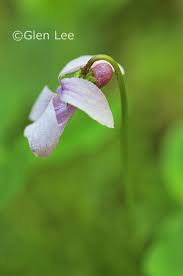 Attēlu rezultāti vaicājumam “Viola palustris flower”