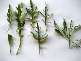 Image result for Diplotaxis tenuifolia