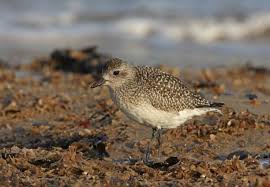 Attēlu rezultāti vaicājumam “Pluvialis squatarola adult”