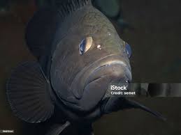 Image result for Epinephelus costae