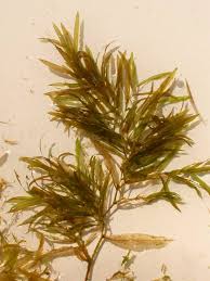 Attēlu rezultāti vaicājumam “Potamogeton gramineus”