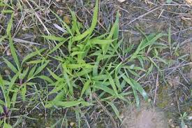 Attēlu rezultāti vaicājumam “Digitaria ischaemum leaf”