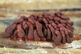 Attēlu rezultāti vaicājumam “Arcyria stipata spores”