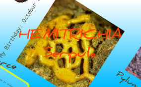 Attēlu rezultāti vaicājumam “Hemitrichia serpula spores”