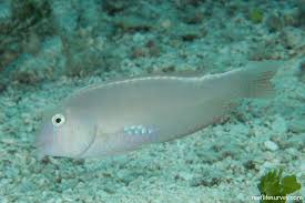 Image result for Xyrichtys novacula