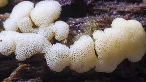 Attēlu rezultāti vaicājumam “Ceratiomyxa porioides spores”