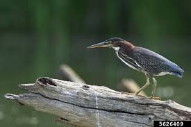 Image result for Butorides virescens