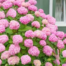 Attēlu rezultāti vaicājumam “Hydrangea”