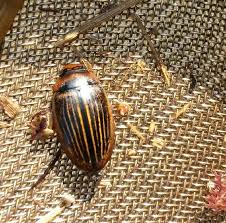 Attēlu rezultāti vaicājumam “Hydaticus transversalis”