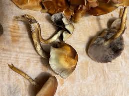 Attēlu rezultāti vaicājumam “Diderma radiatum spores”