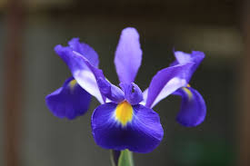 Image result for Iris